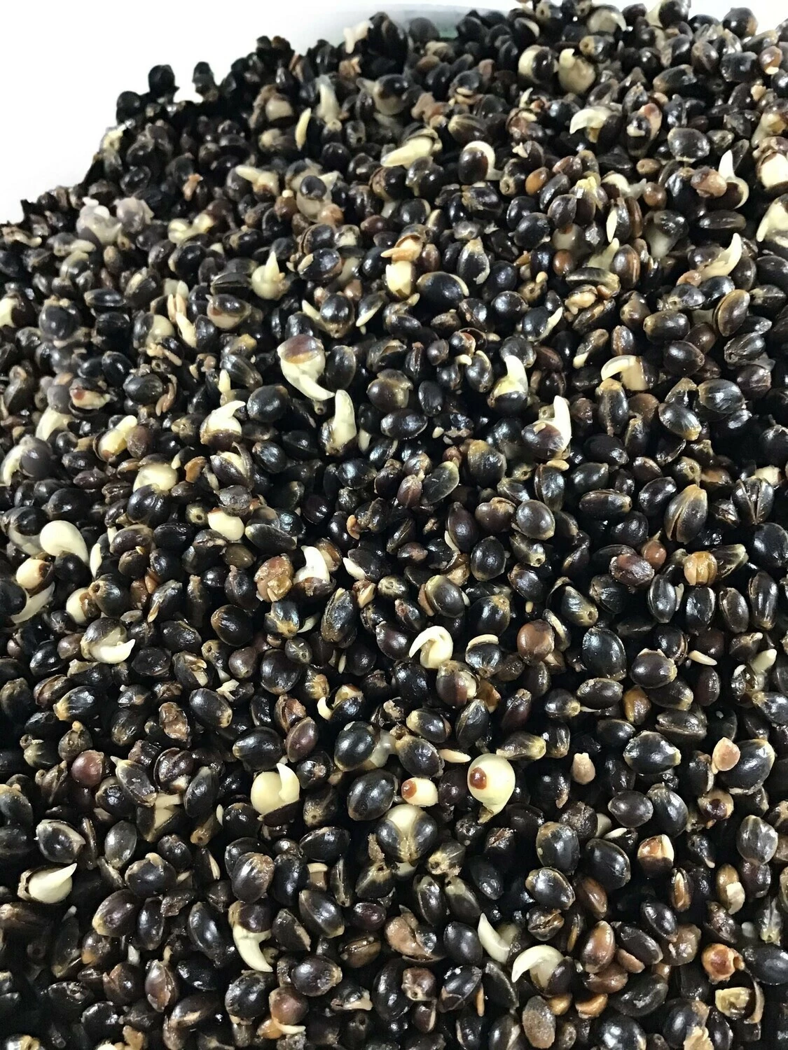 Hengelsport De Poorter Klaargemaakt Kempzaad 5kg (zak) 1 Hengelsport De Poorter Klaargemaakt Kempzaad 5kg (zak)