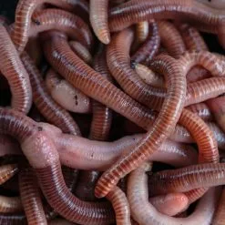 Nash Wormcell Liquid 500ml 3 Nash Wormcell Liquid 500ml -Exporteren Topkits winkel 2899998088