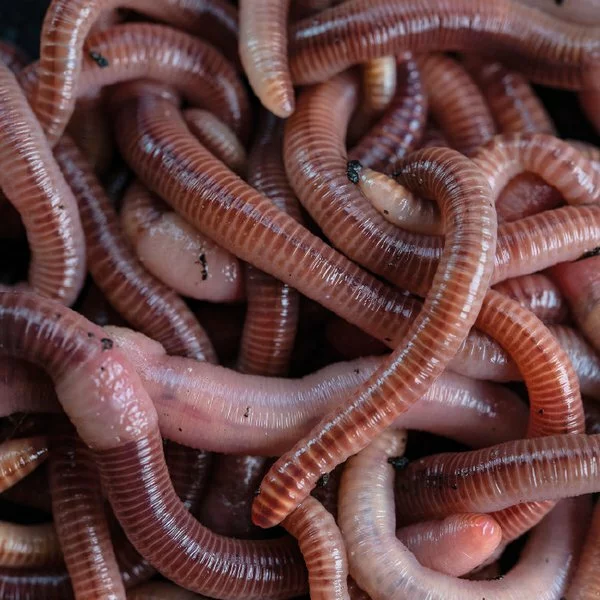 Nash Wormcell Liquid 500ml 2 Nash Wormcell Liquid 500ml - Afbeelding 2