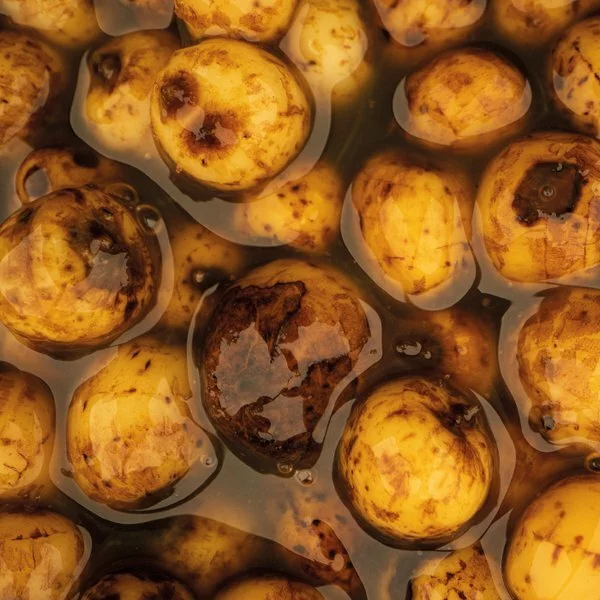 Nash Sweet Tiger Nuts 2.5L 3 Nash Sweet Tiger Nuts 2.5L - Afbeelding 3