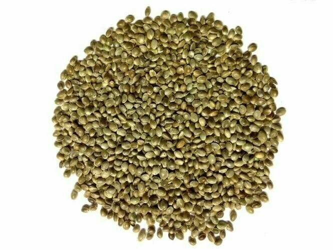 Hengelsport De Poorter Kempzaad 1kg Hennepzaad 1 Hengelsport De Poorter Kempzaad 1kg Hennepzaad